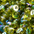 Faceted Rondelle Disc